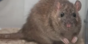 Rats Dine on Marijuana Confiscated by Police